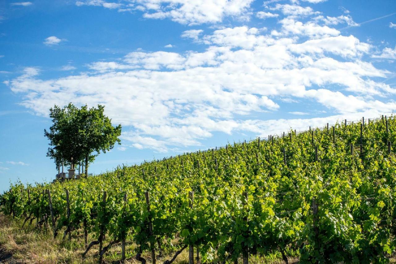 Ferienwohnung Weingut Knauer Dettelbach Exterior foto